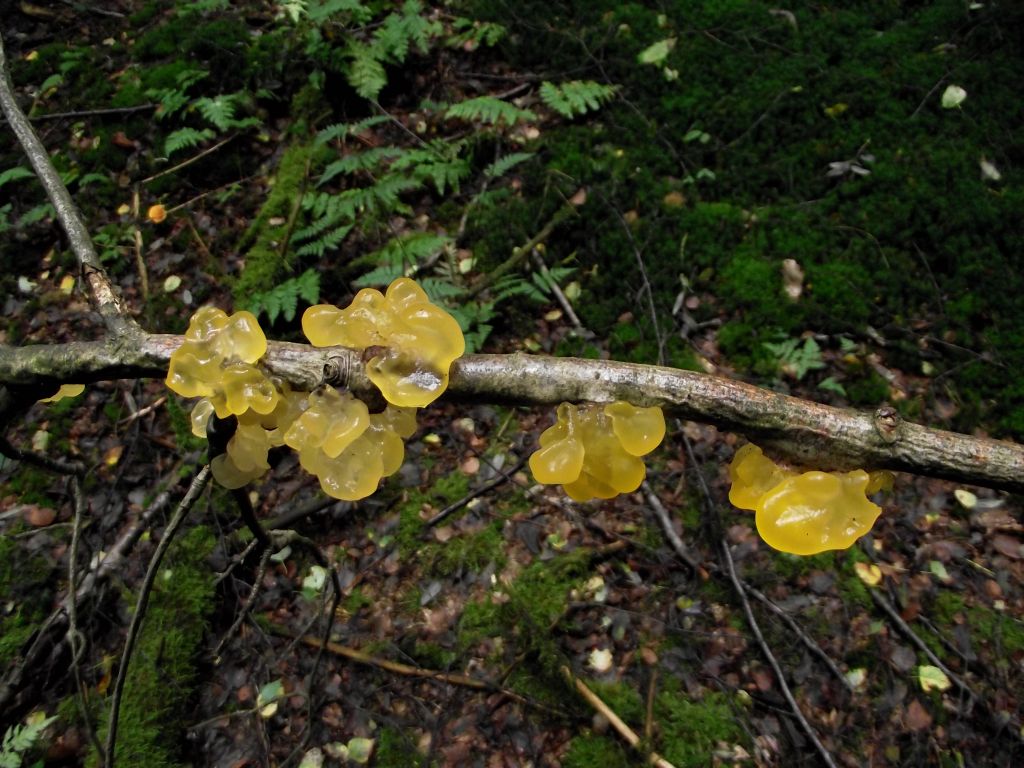 Blattartiger Zitterling, lat. Tremella foliacea