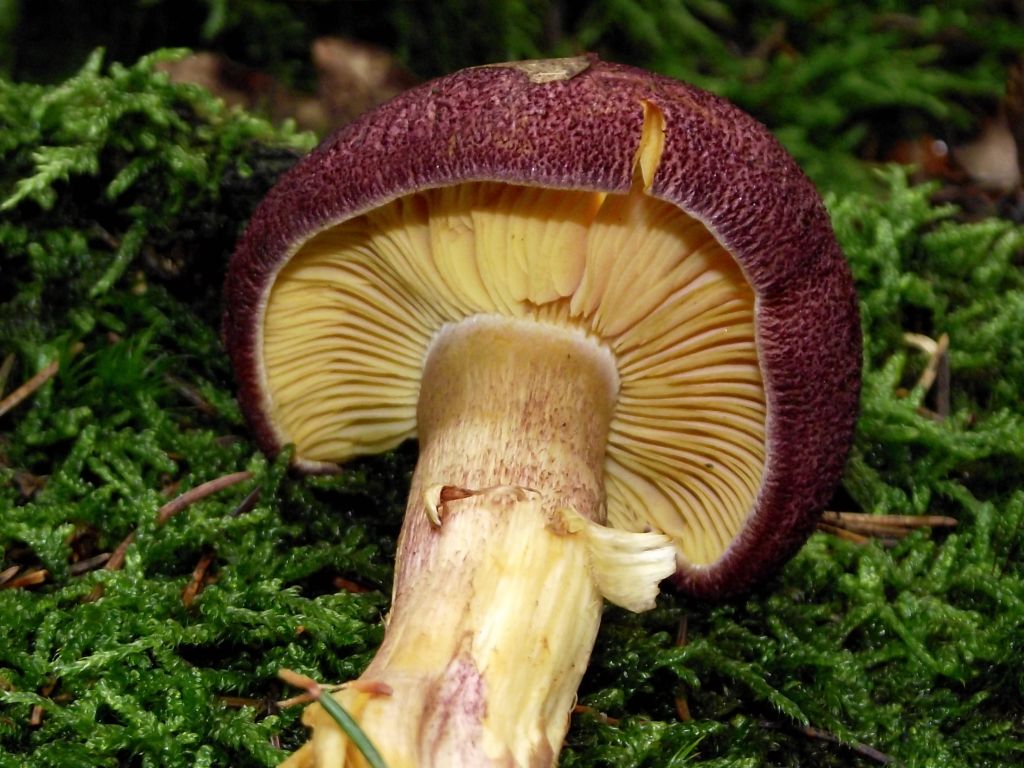 Purpurfilziger Holzritterling, lat. Tricholomopsis rutilans Steckbrief Einordnung