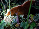 pilz mit schnecke