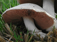 Champignon