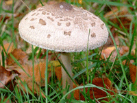 Parasolpilz