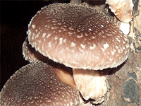 Shiitake