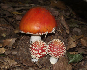 Mushroom-Toxin.de - Die Welt der Pilze im Internet
