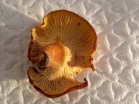Amethystpfifferling