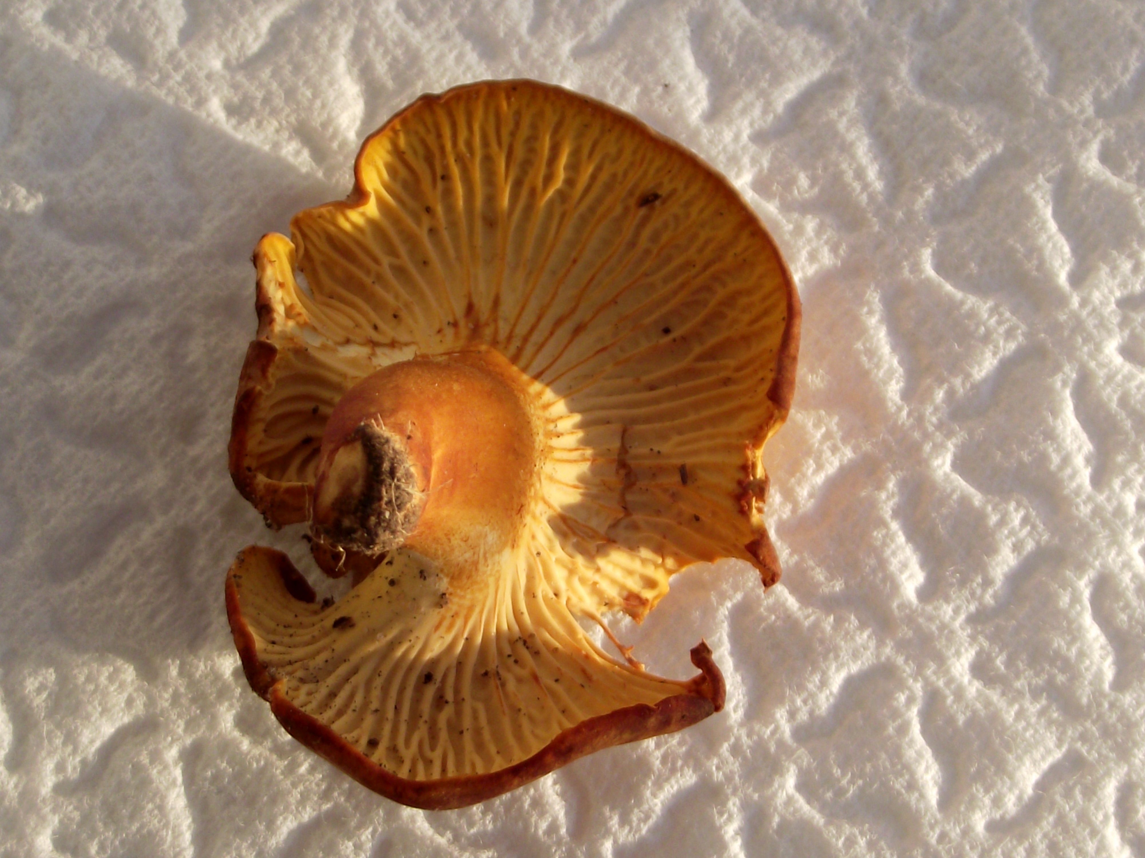 Amethystpfifferling