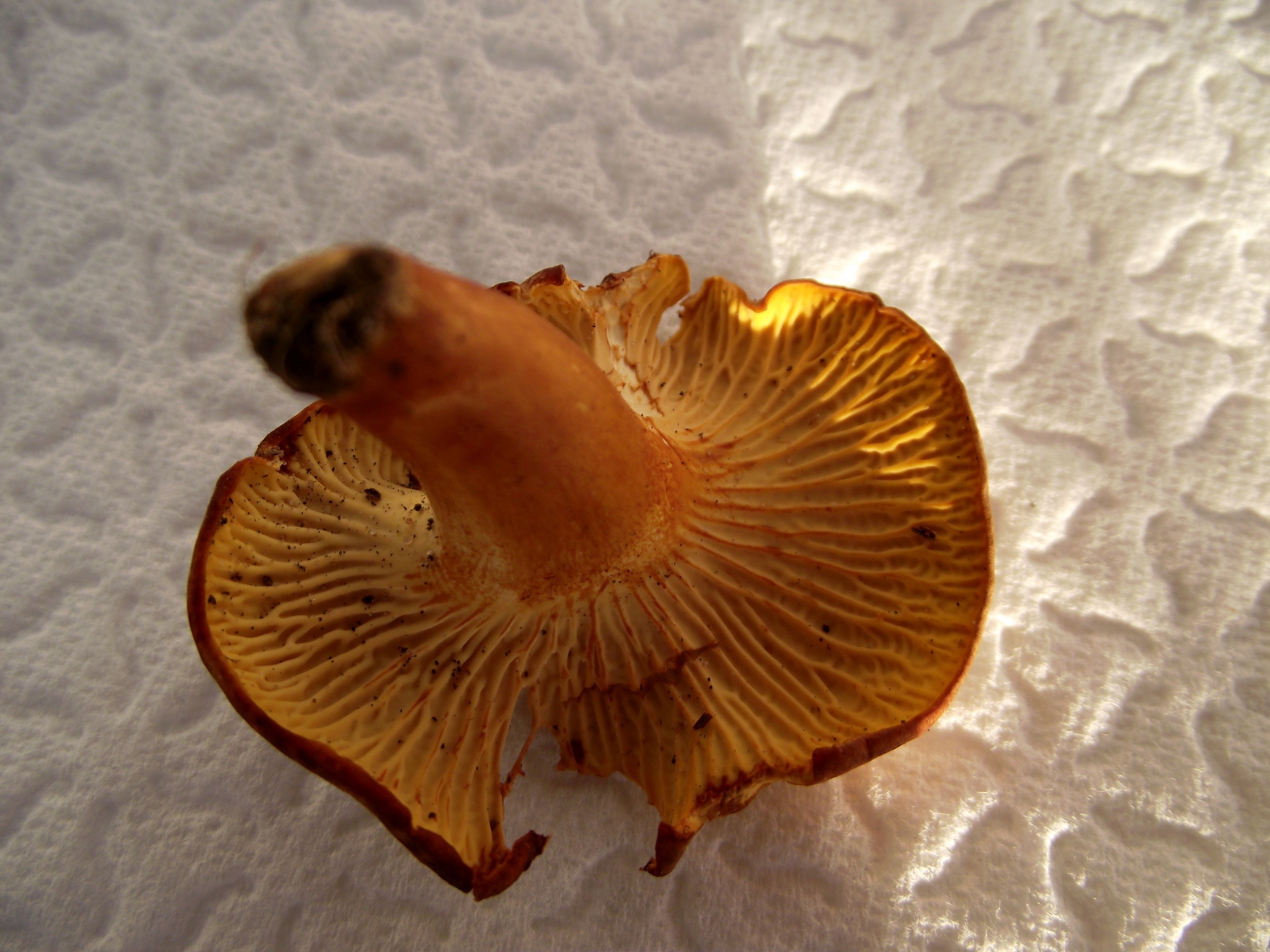 Amethystpfifferling