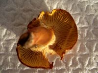 Amethystpfifferling