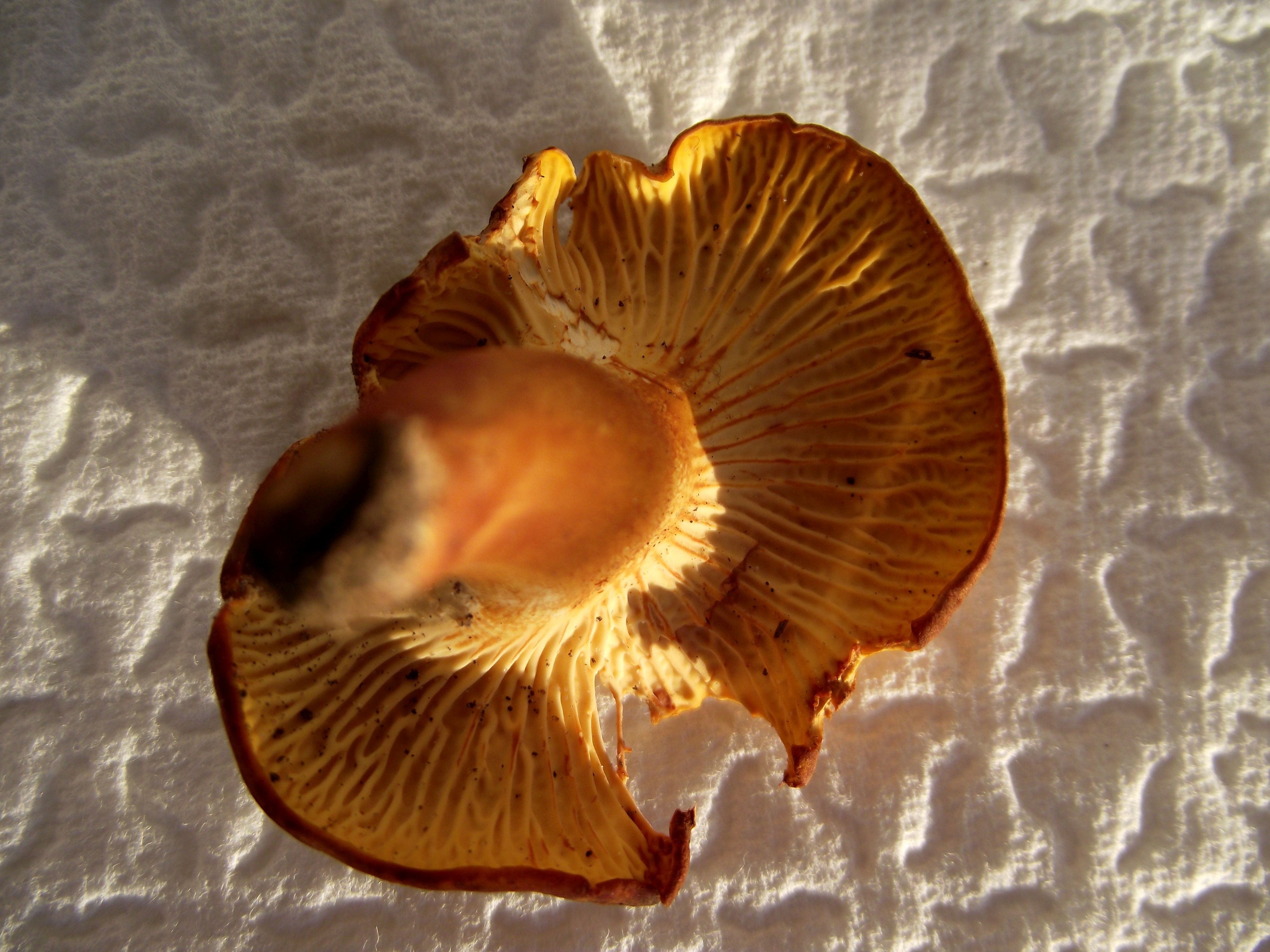 Amethystpfifferling