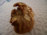 Amethystpfifferling