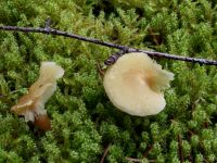 Amiant-Körnchenschirmling