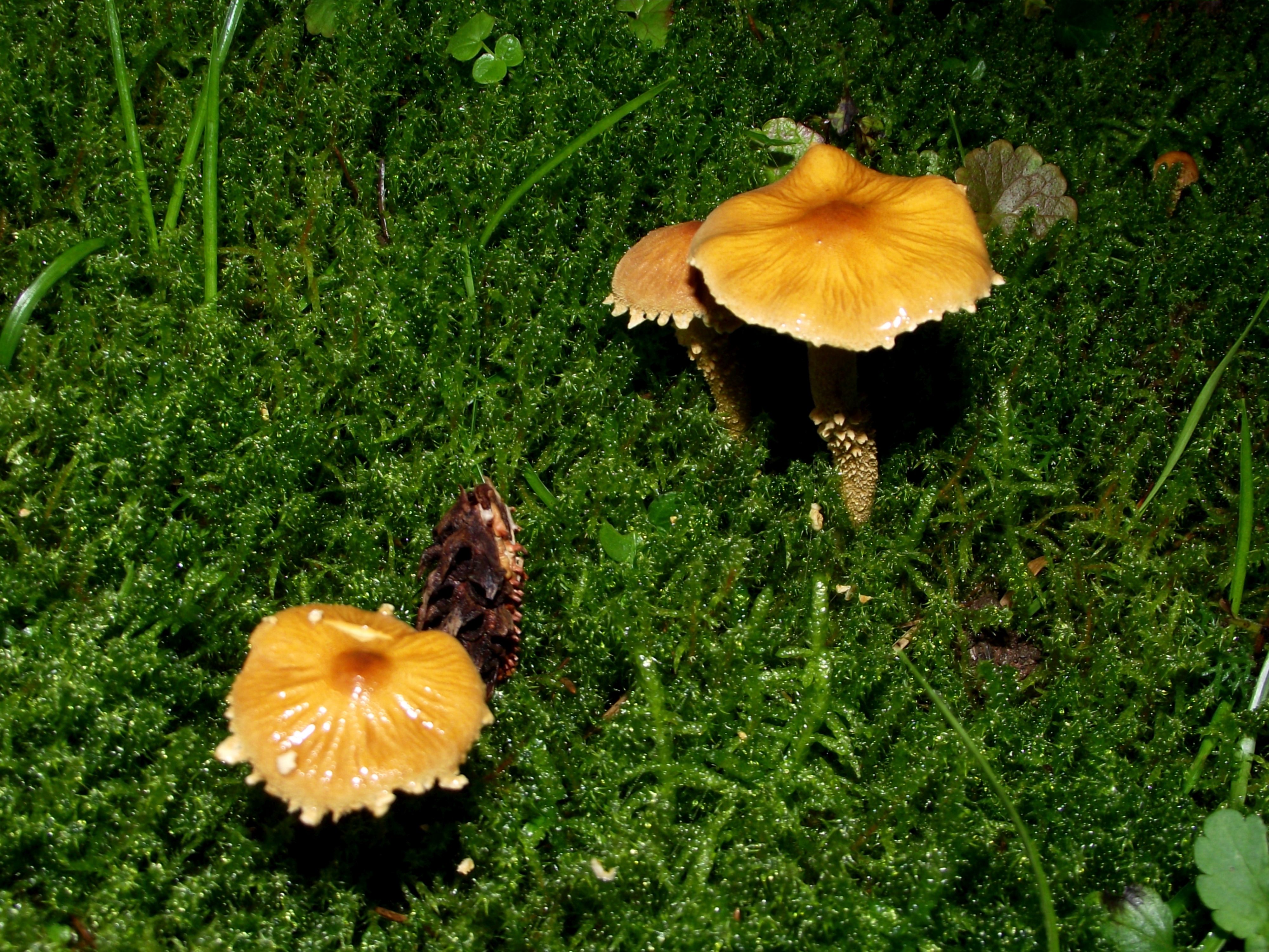 Amiant-Körnchenschirmling