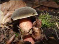 Bereifter Rotfußröhrling