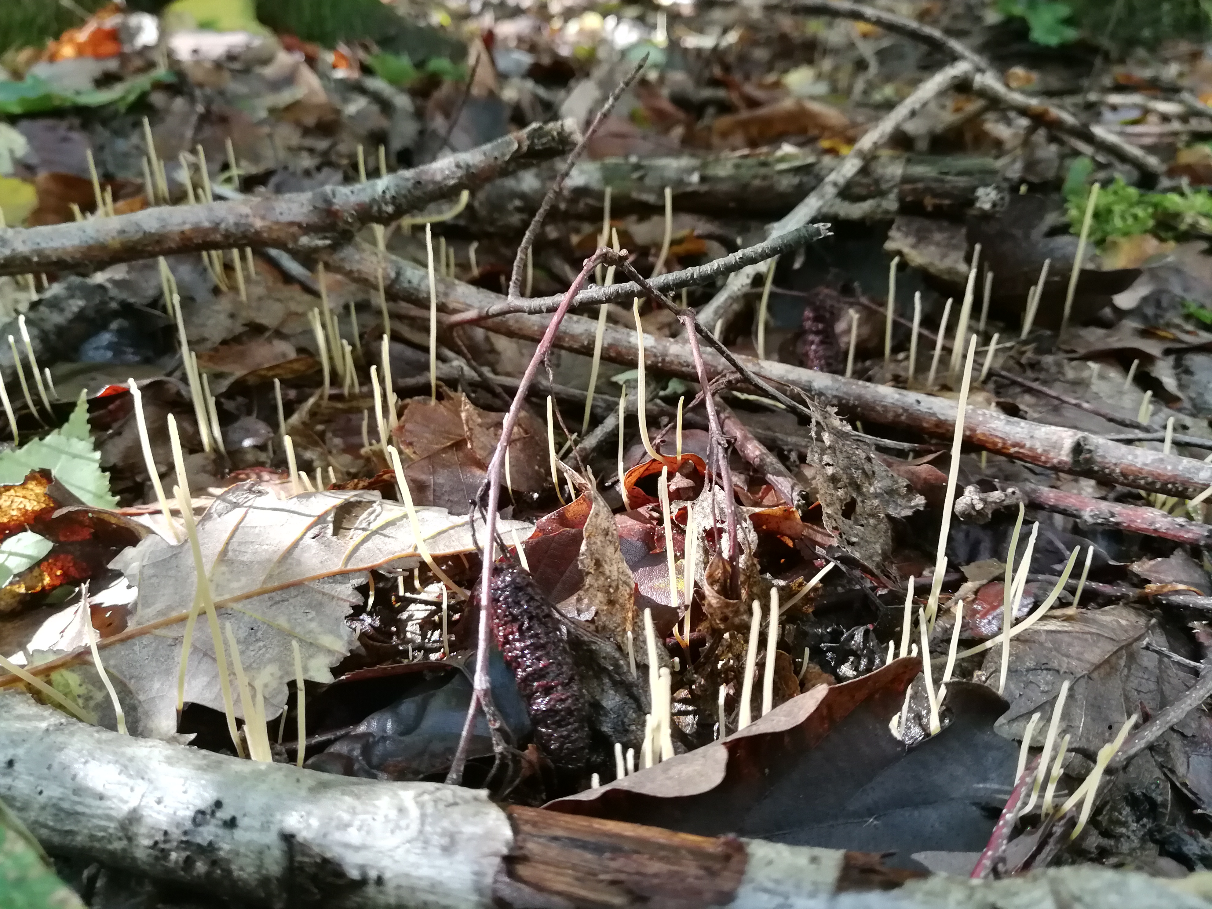 Binsen-Keule - Blick von schräg oben. Gut zu erkennen das oft rasige Wachstum; meist aus dem Laubstreu. 