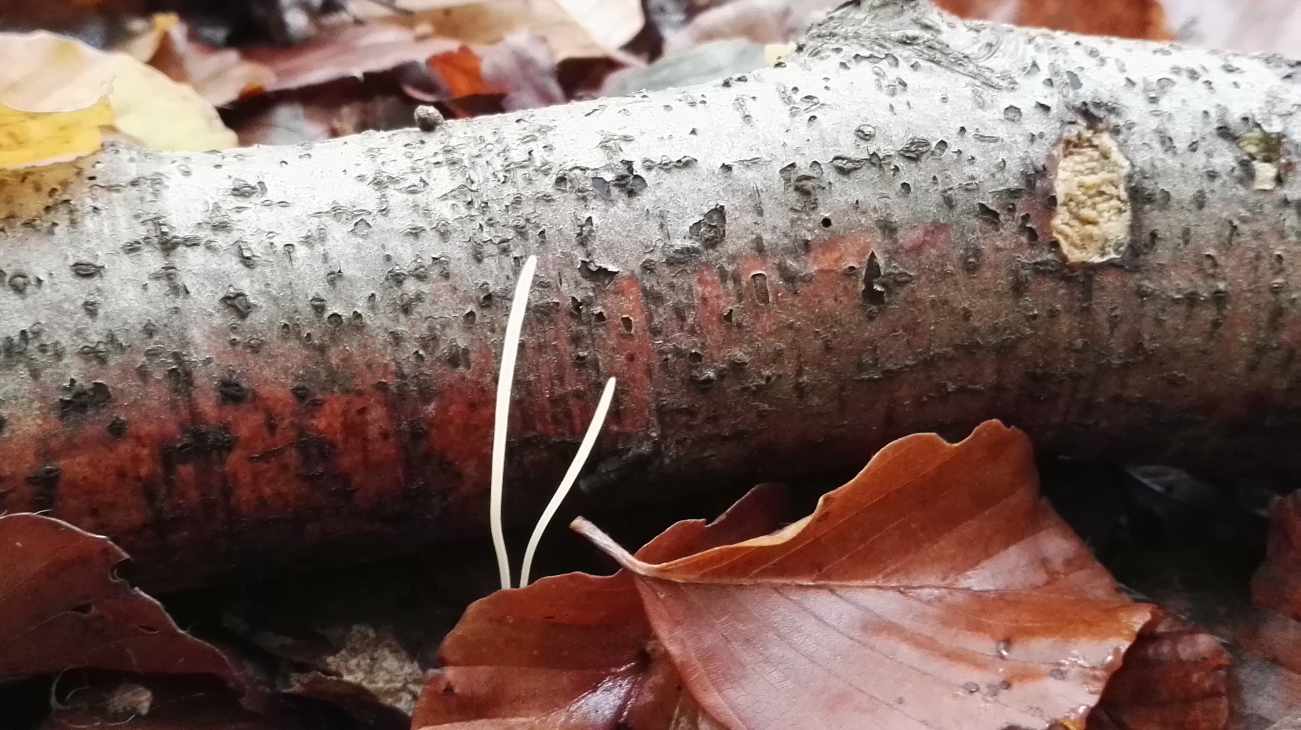 Binsen-Keule - Blick auf einzelne Exemplare. Die Farbe ist meist weißlich bis gelblich. 