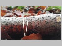 Binsen-Keule - Frontalansicht. Oft ist die Binsen-Keule nicht rein weiß, es mischen sich oft auch gelbliche bis ockerfarbene Farbtöne hinzu. 