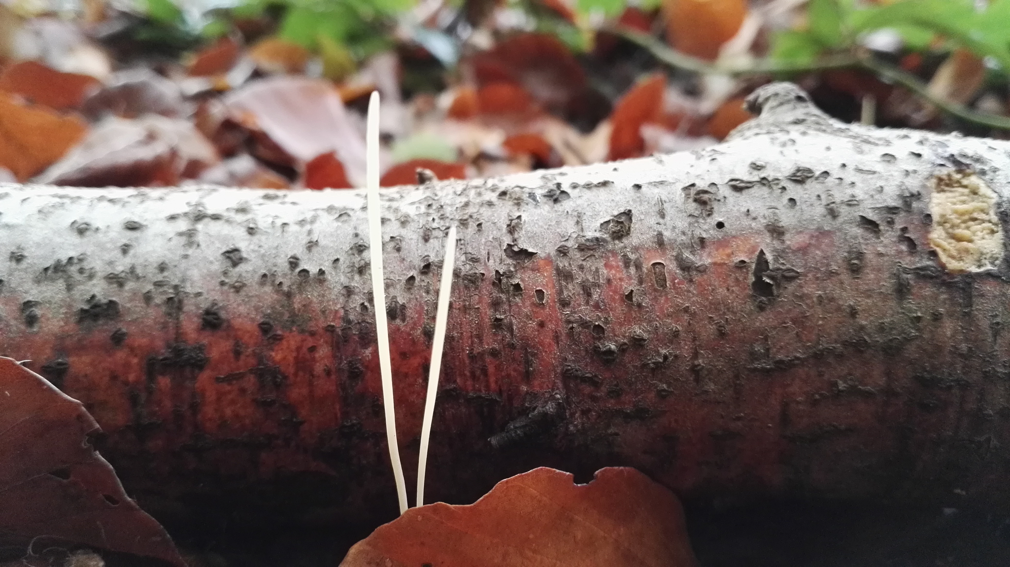 Binsen-Keule - Frontalansicht. Oft ist die Binsen-Keule nicht rein weiß, es mischen sich oft auch gelbliche bis ockerfarbene Farbtöne hinzu. 