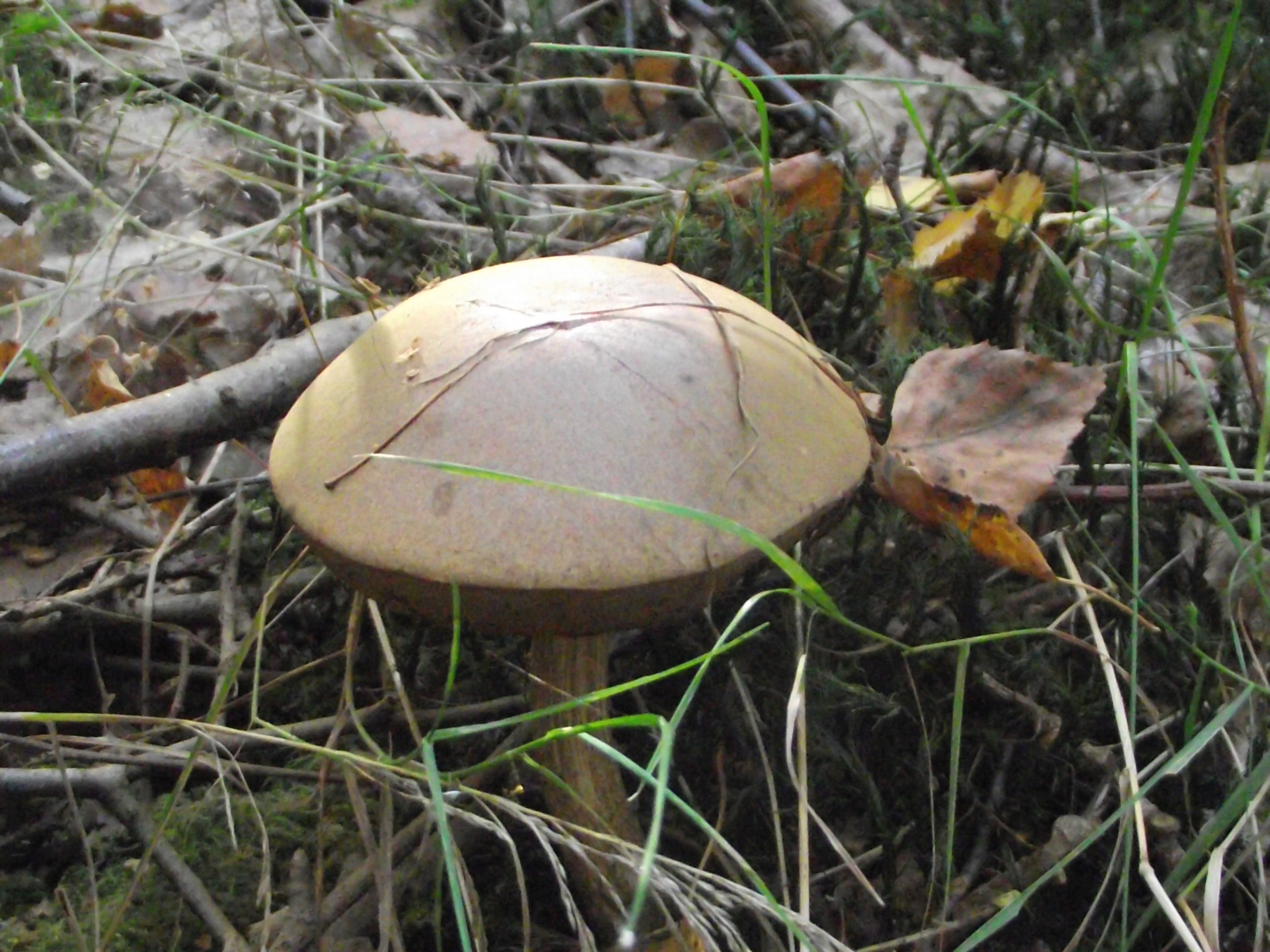 Birkenpilz