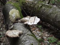 Birkenporling