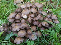 B&uuml;scheliger Faserling – Saison: Juli, August, September, Oktober, November