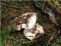 Dickblättriger Schwärztäubling