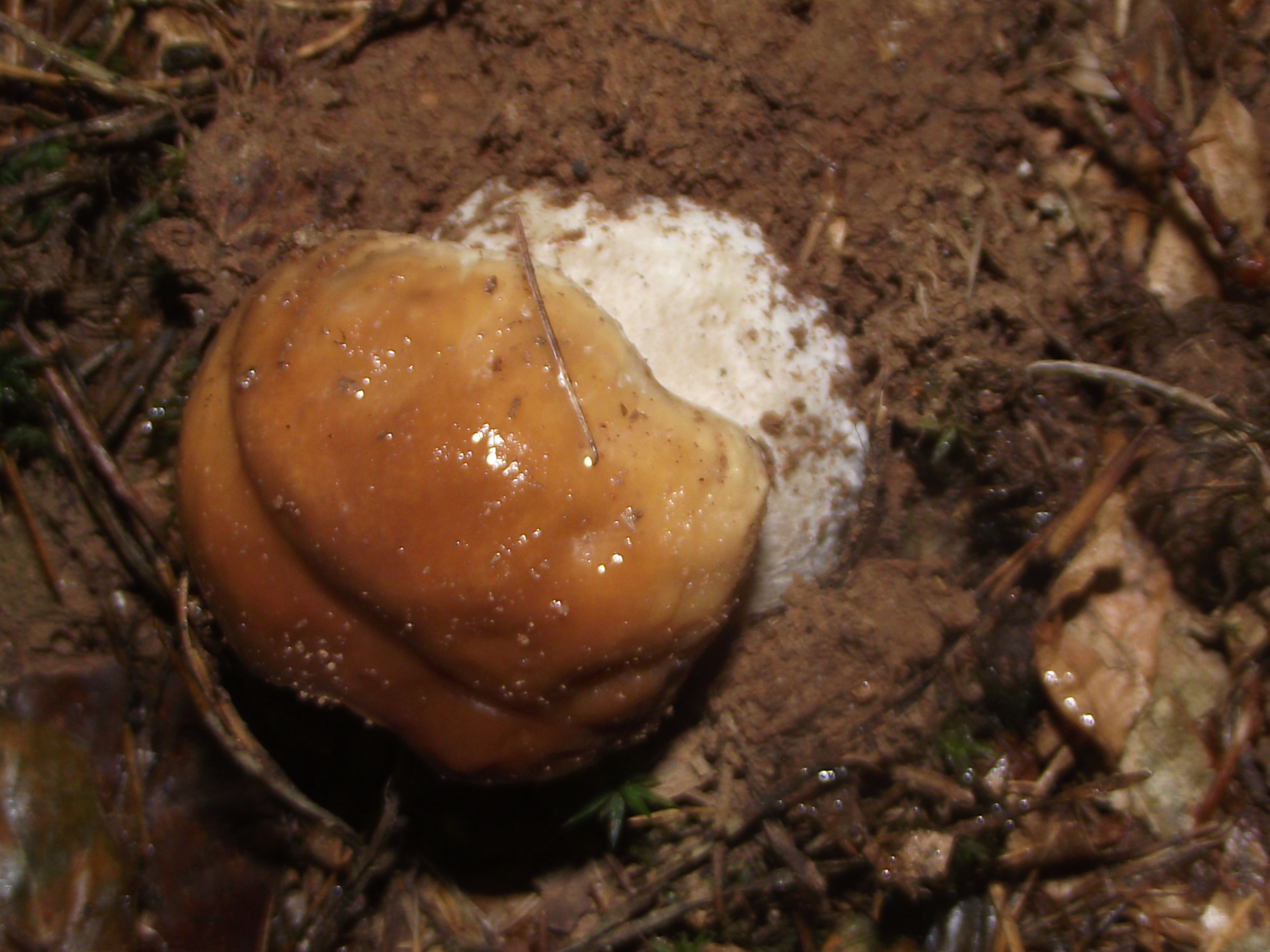 Fichtensteinpilz