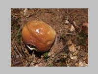 Fichtensteinpilz