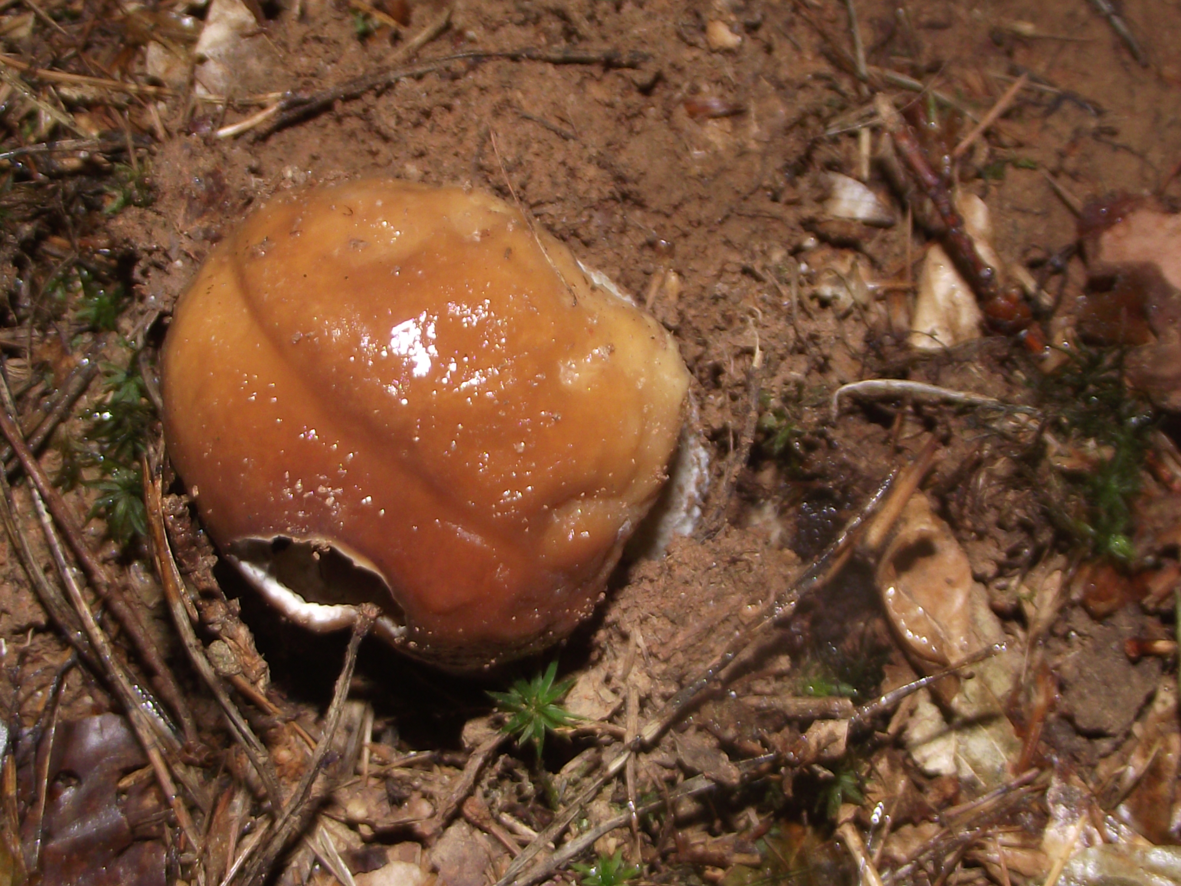 Fichtensteinpilz