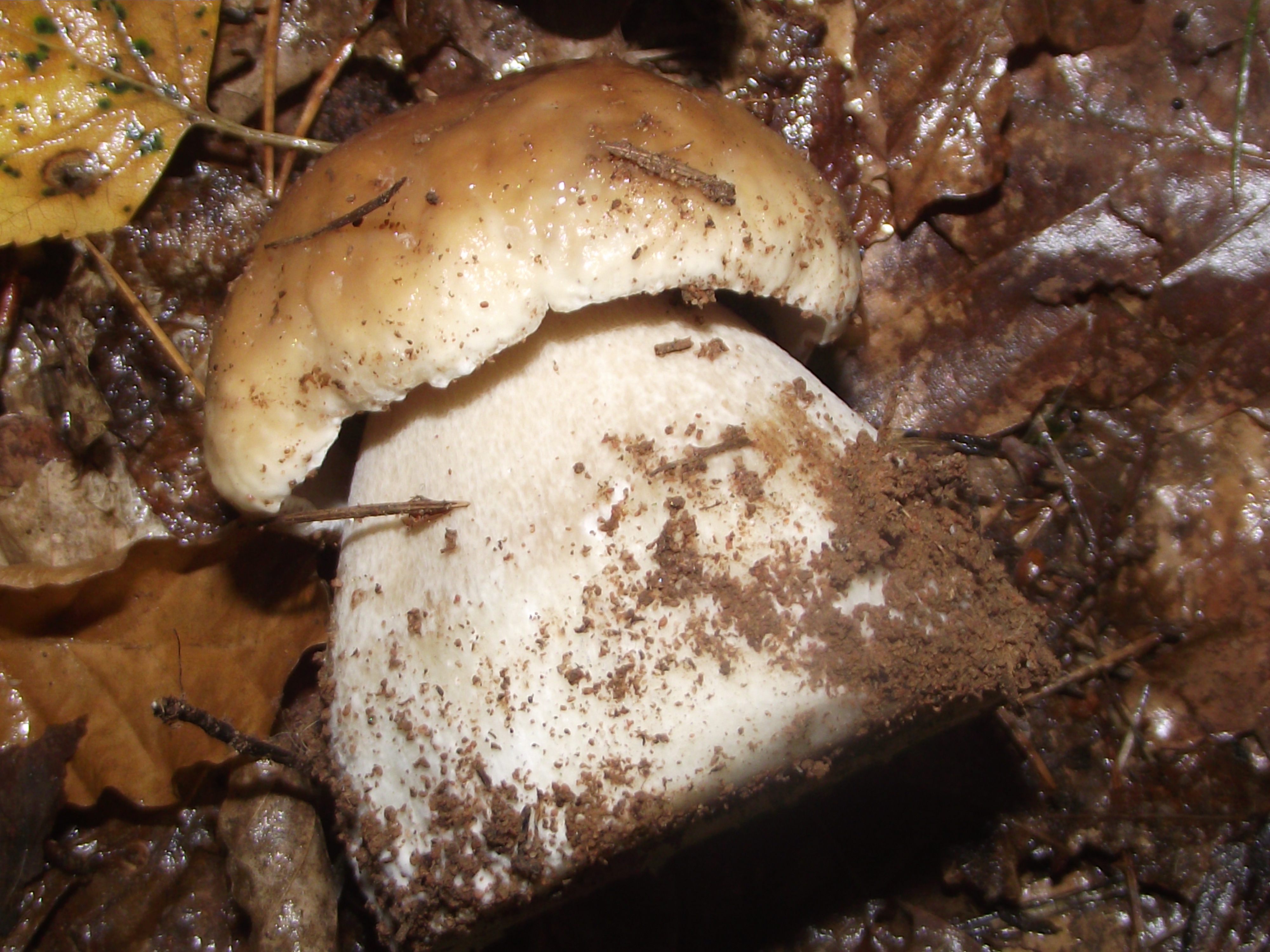 Fichtensteinpilz