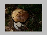 Fichtensteinpilz