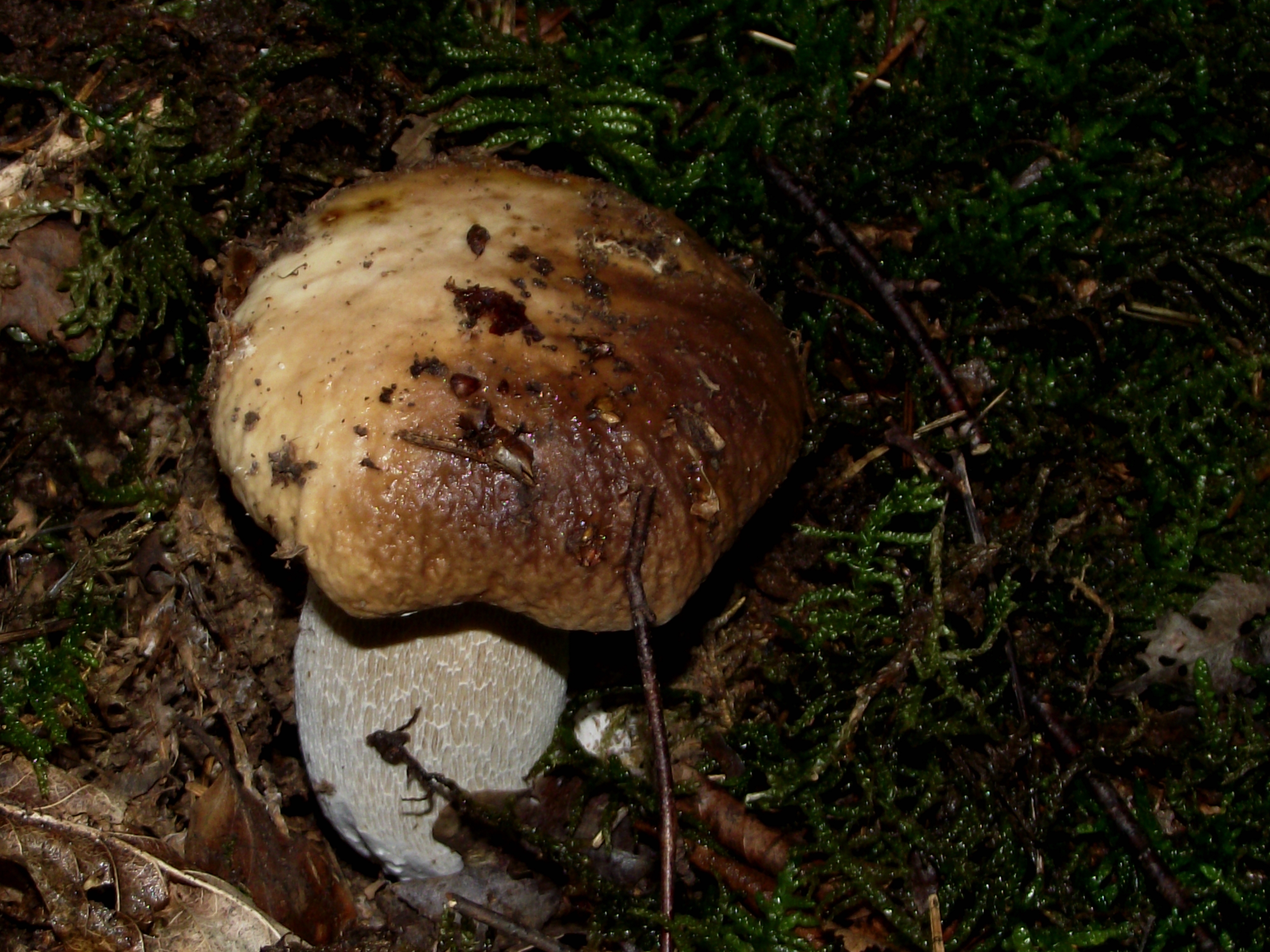 Fichtensteinpilz
