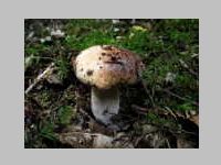Fichtensteinpilz