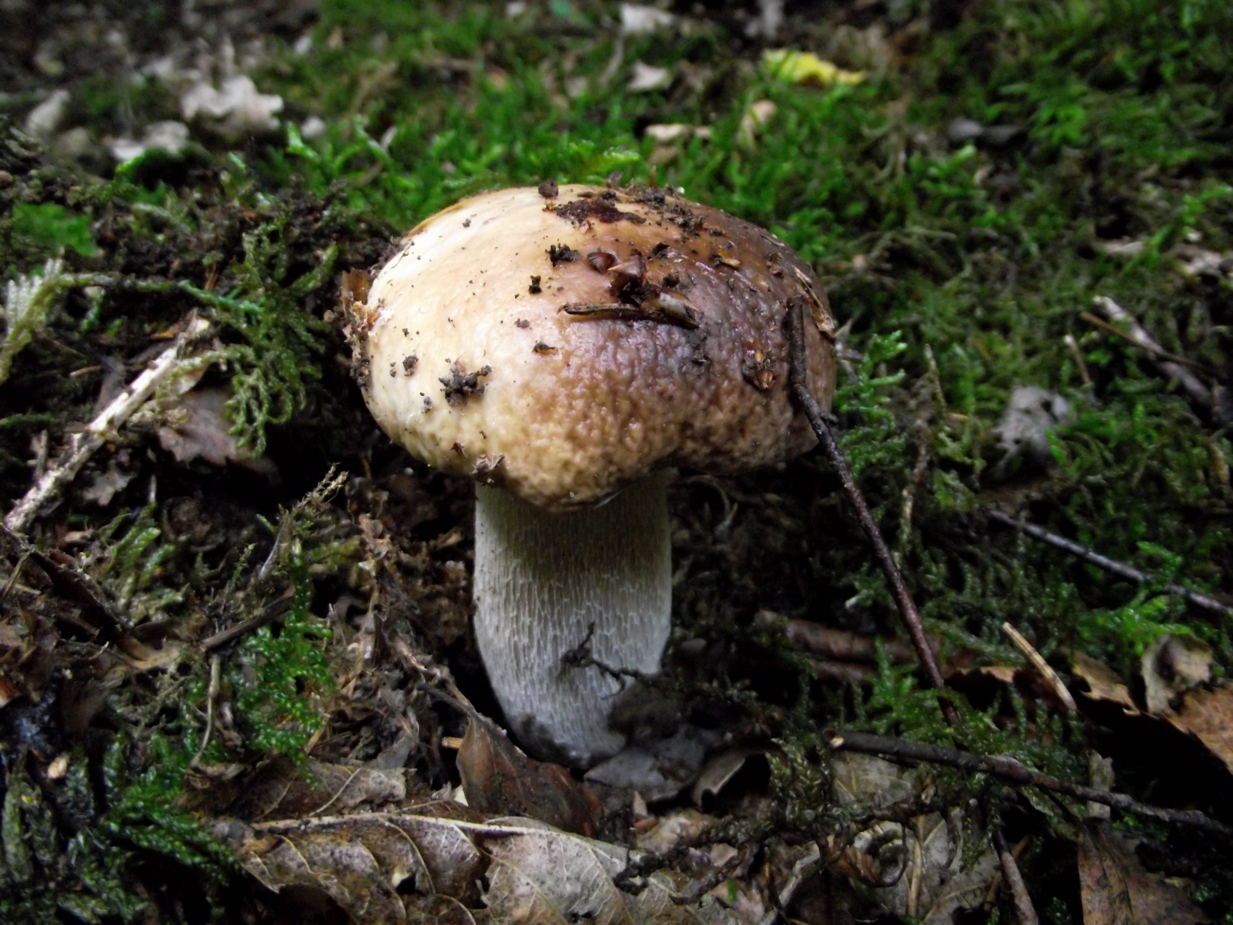 Fichtensteinpilz