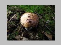 Fichtensteinpilz