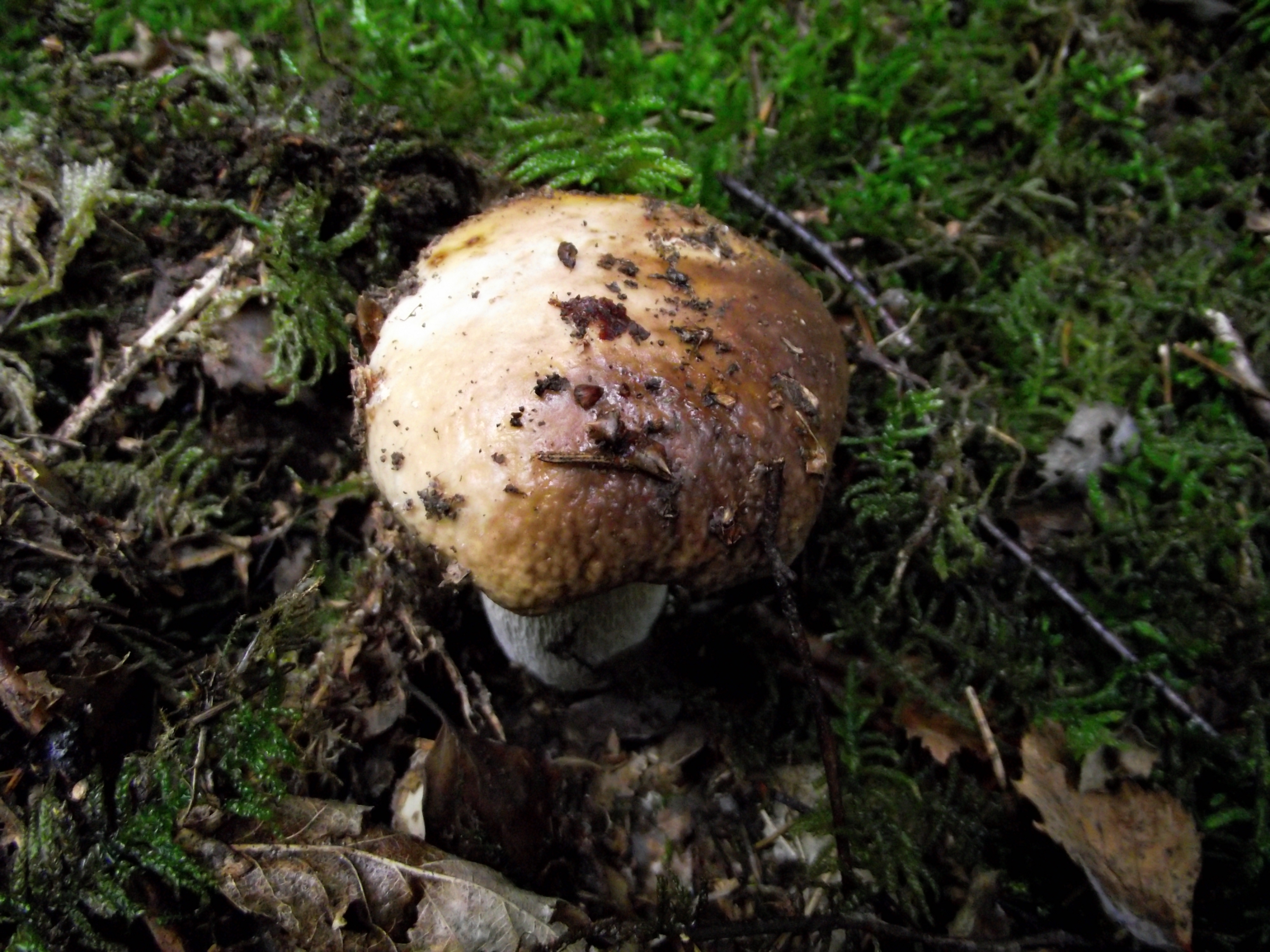 Fichtensteinpilz