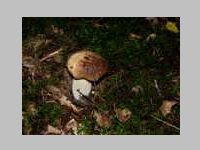 Fichtensteinpilz