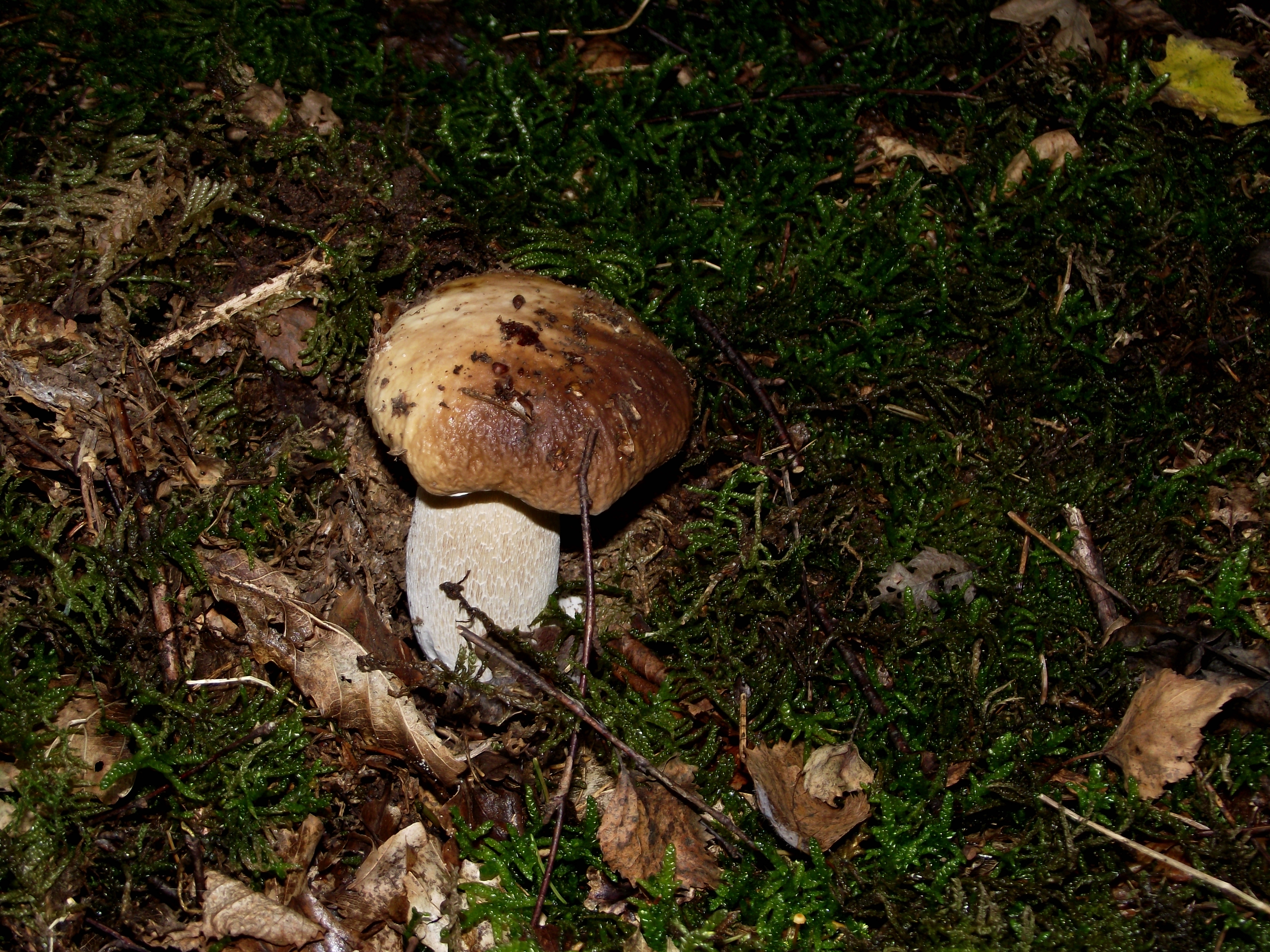 Fichtensteinpilz