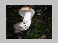 Fichtensteinpilz