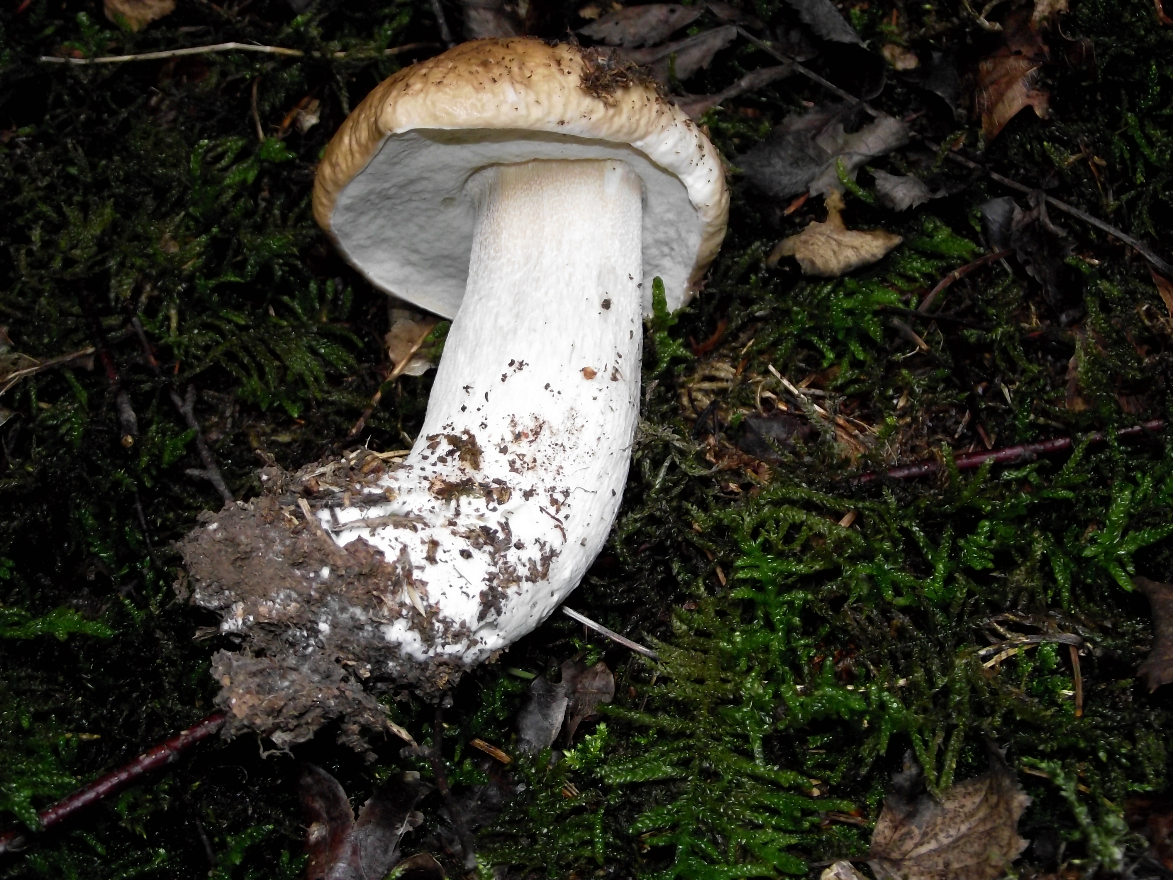 Fichtensteinpilz