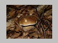 Fichtensteinpilz