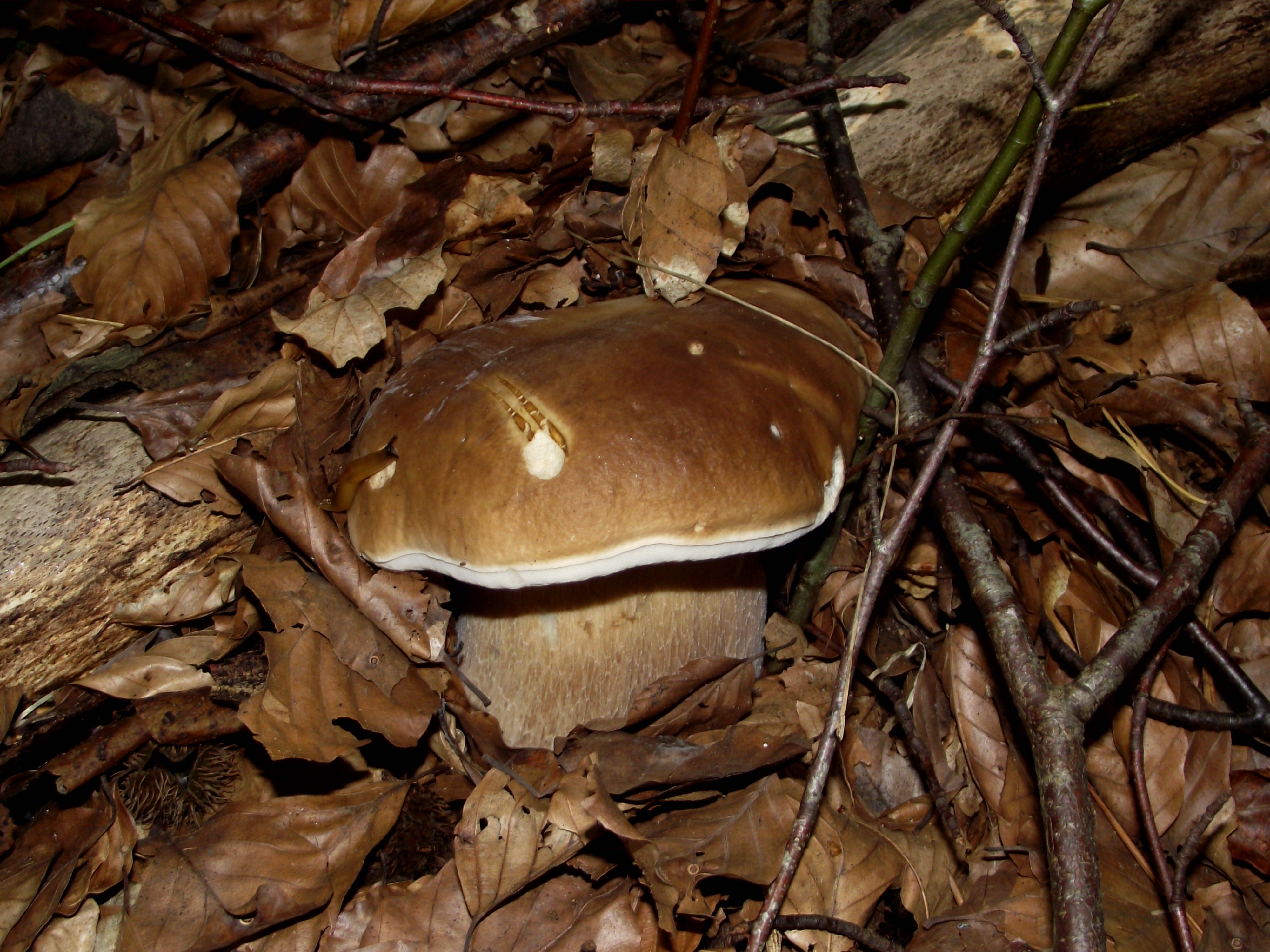 Fichtensteinpilz