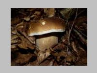 Fichtensteinpilz
