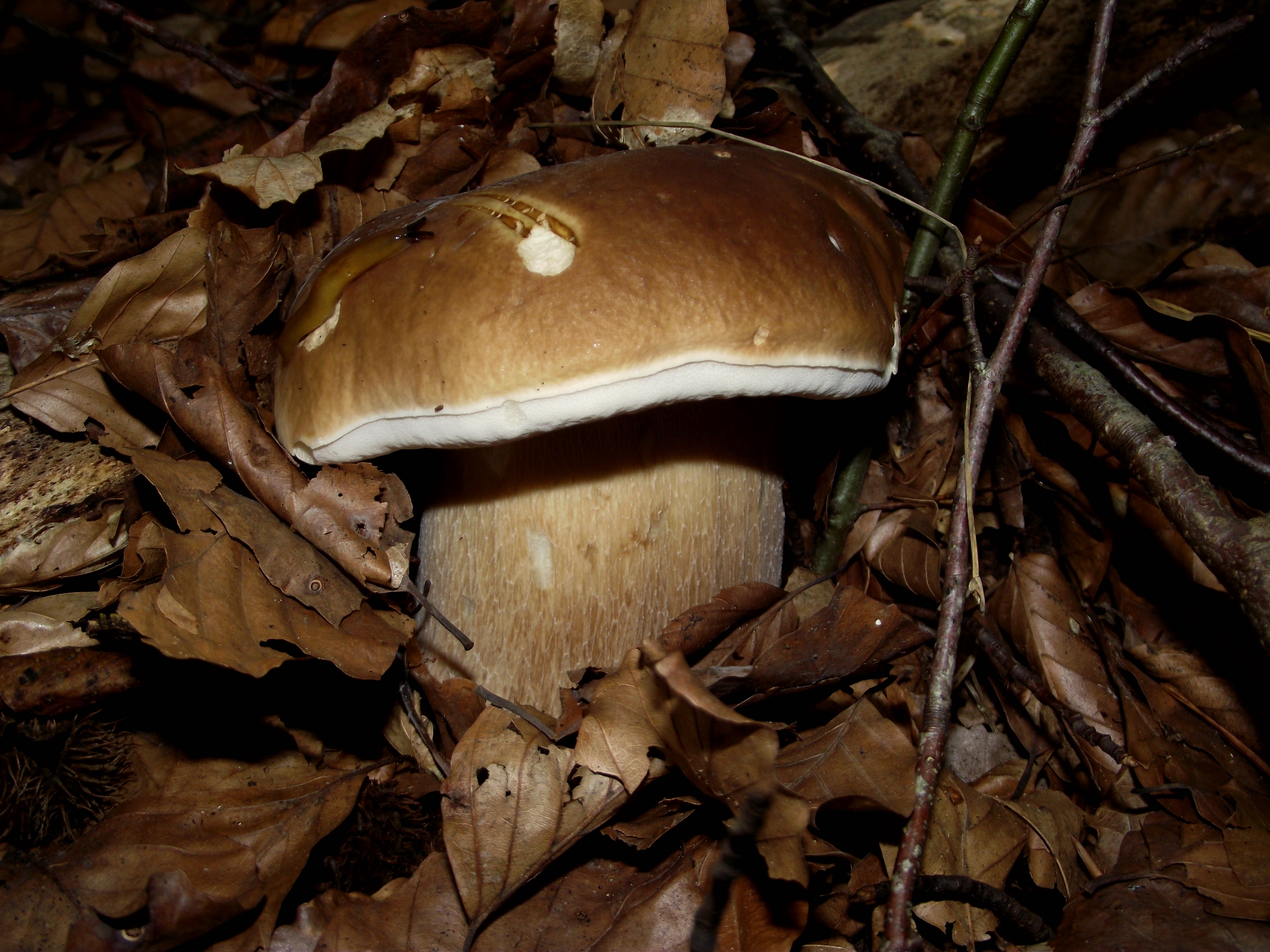 Fichtensteinpilz