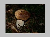 Fichtensteinpilz