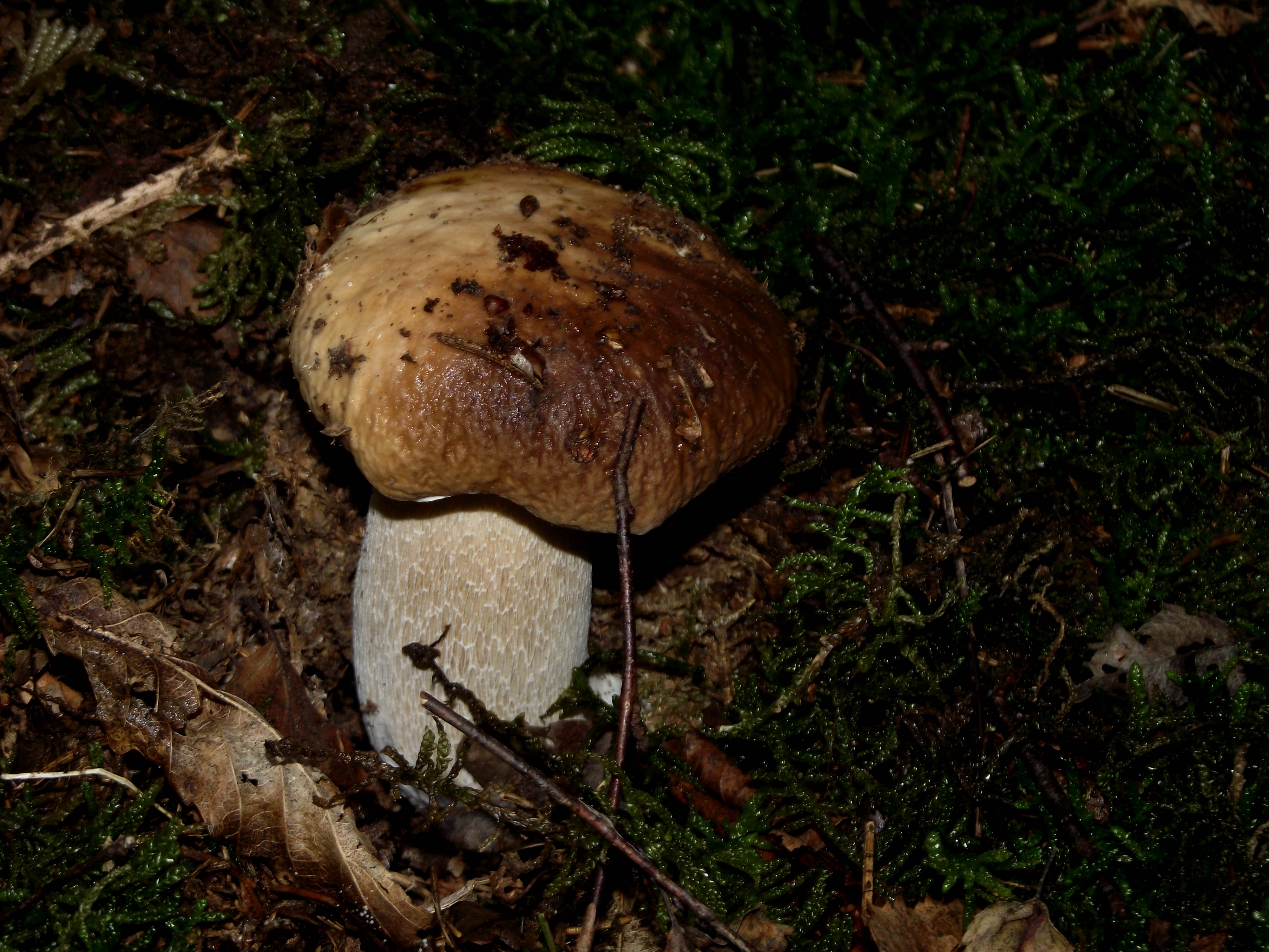 Fichtensteinpilz