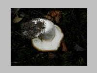 Fichtensteinpilz