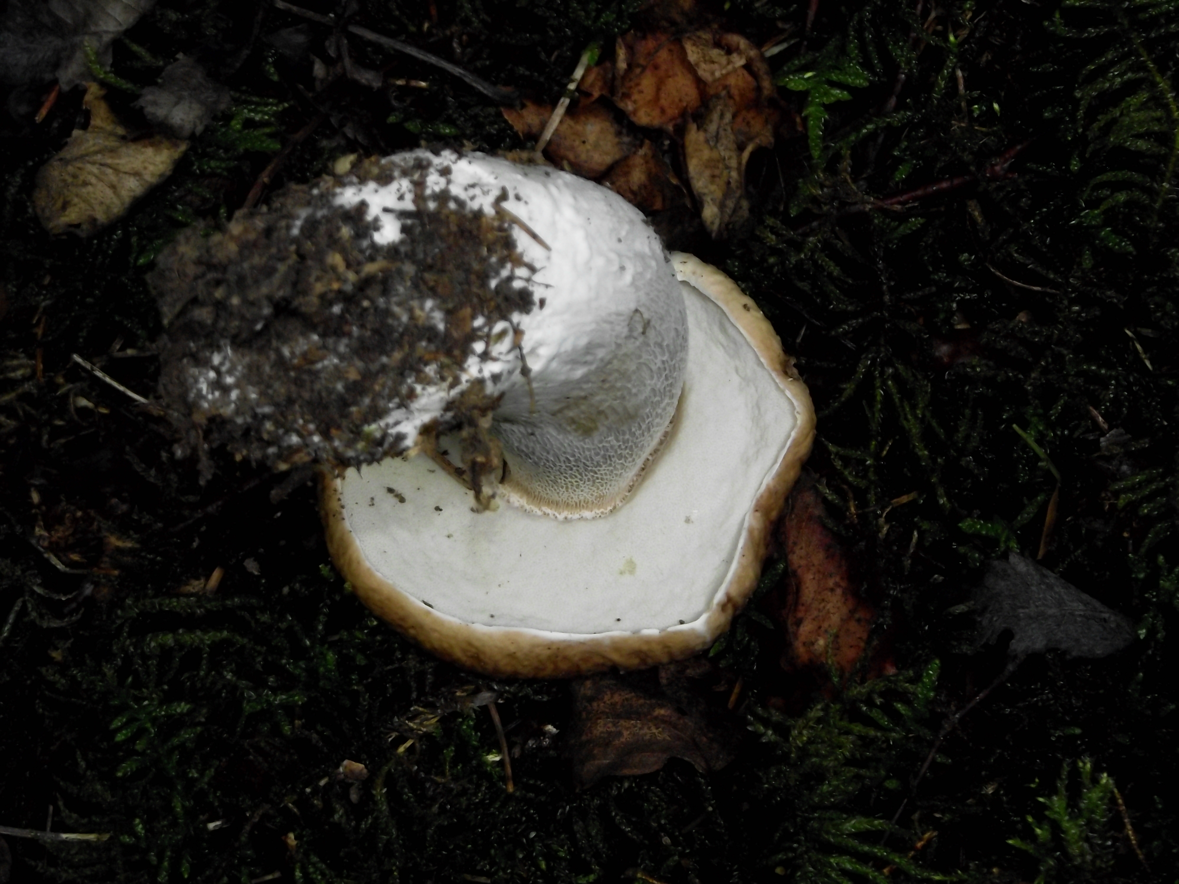 Fichtensteinpilz