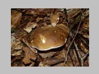 Fichtensteinpilz