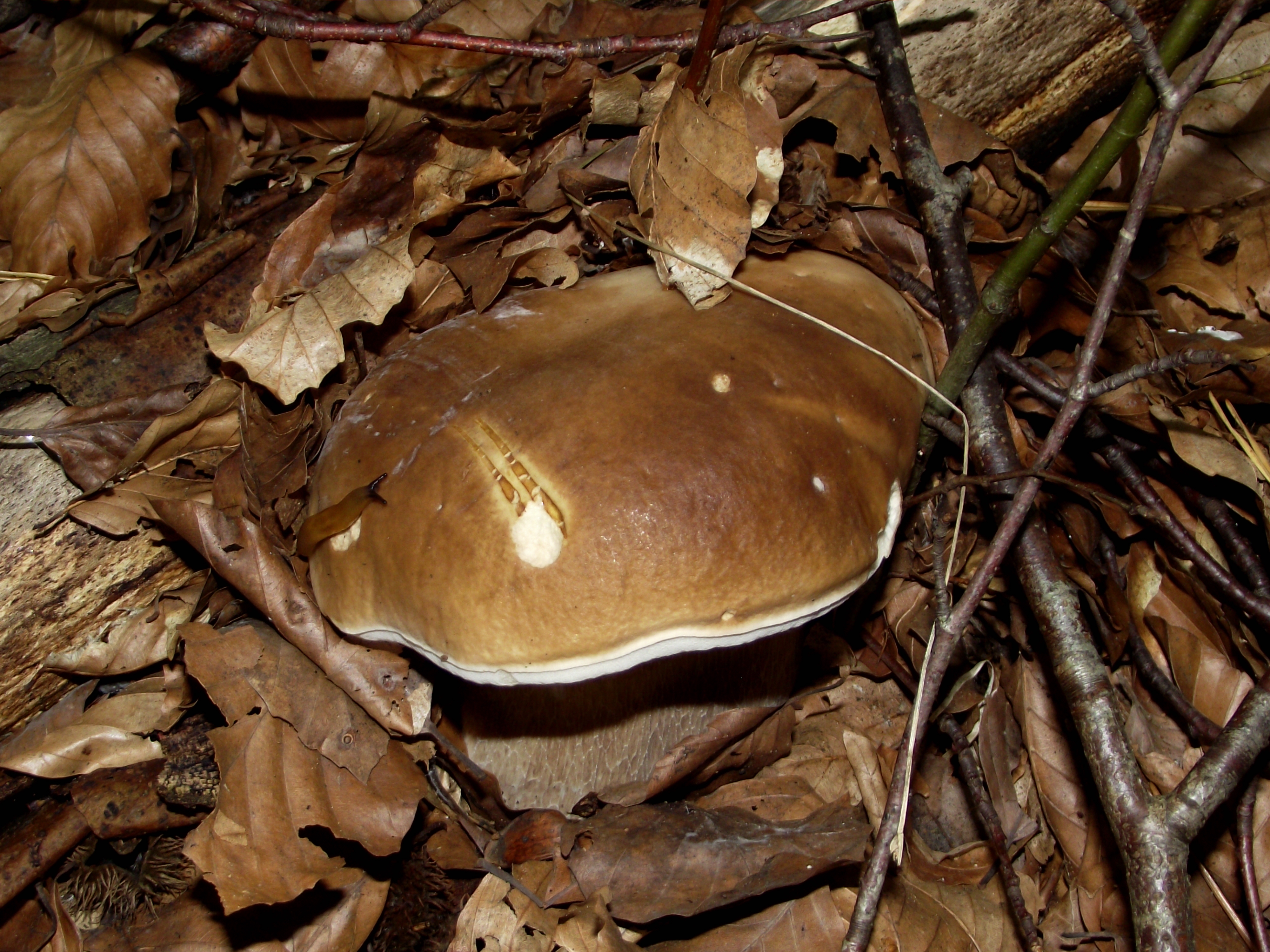 Fichtensteinpilz