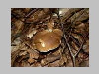 Fichtensteinpilz