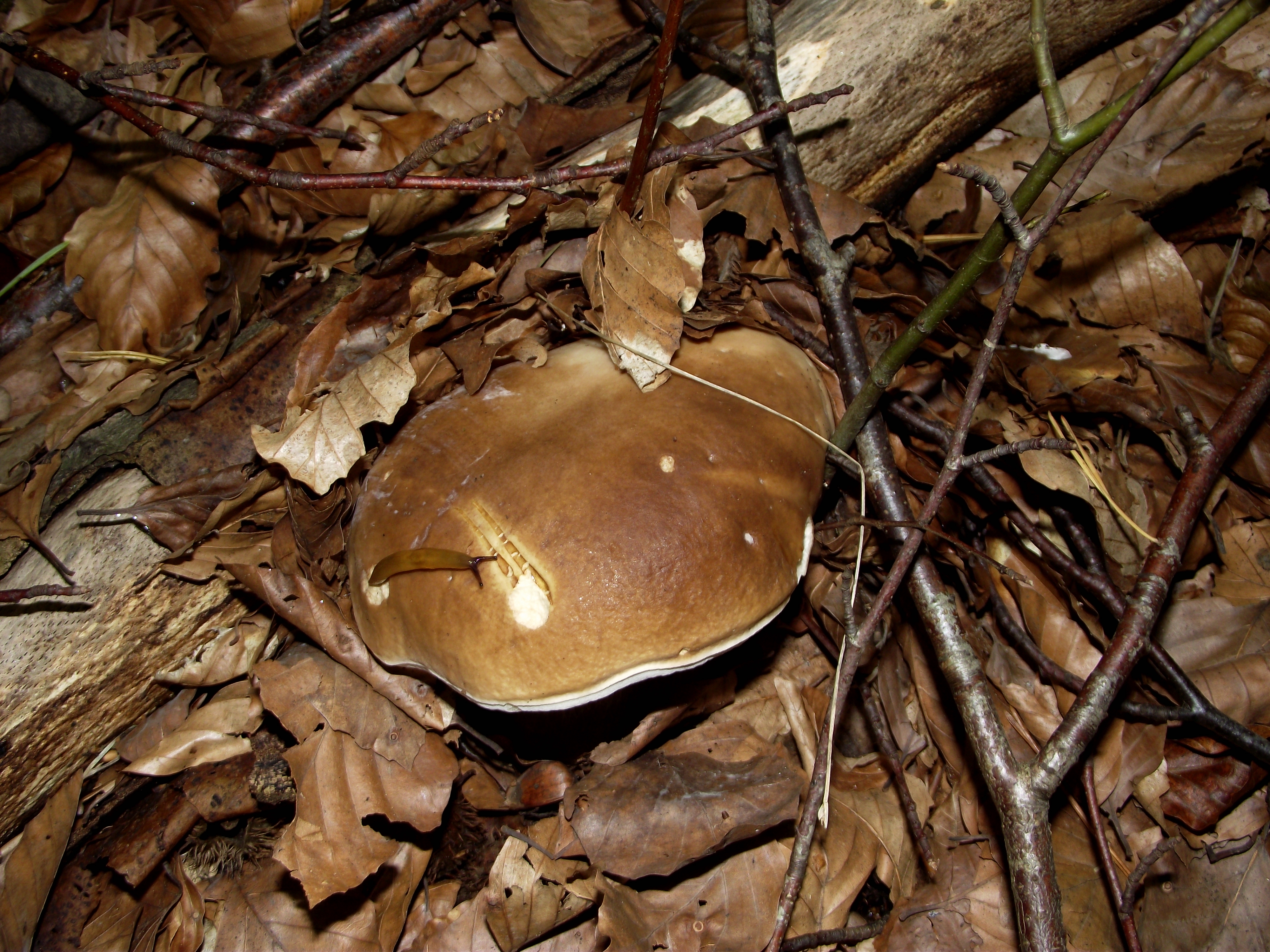 Fichtensteinpilz